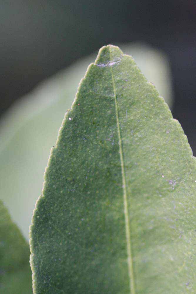            Margin (Mexican, Riverside, CA)   